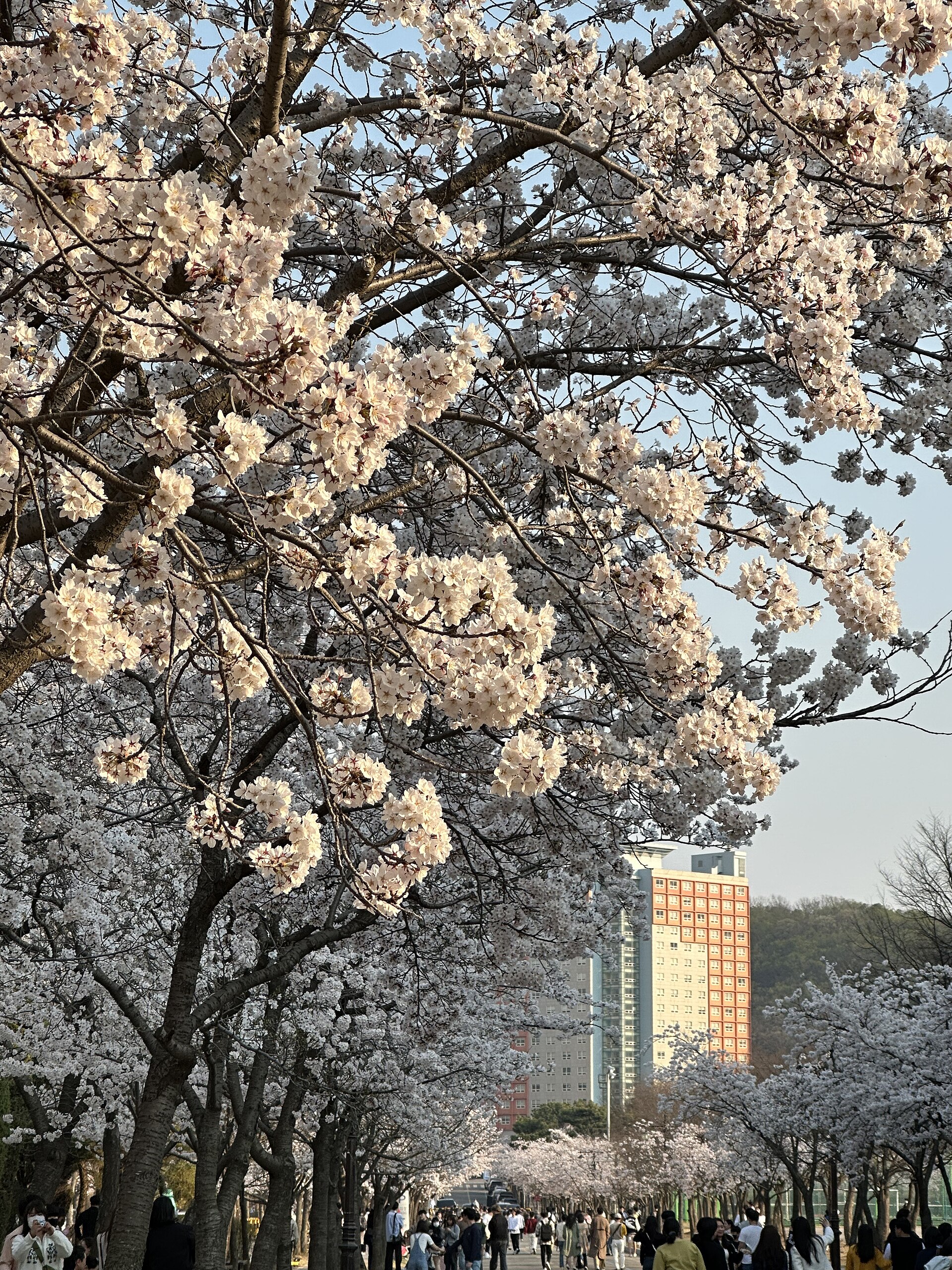 Korea cherry blossom spring