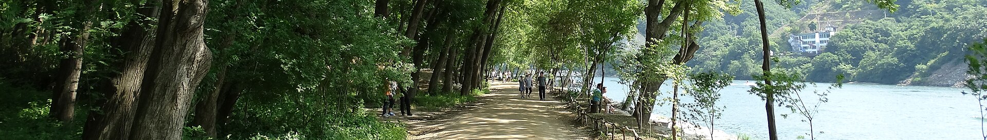 Nami Island tree lined avenue
